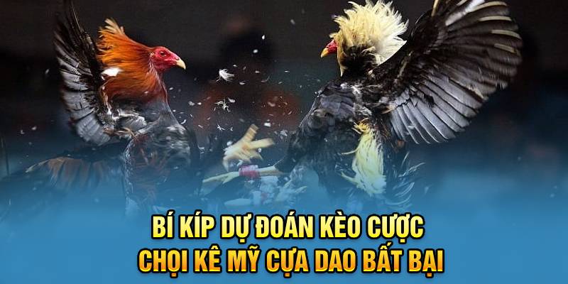 Bí kíp dự đoán kèo cược chọi kê Mỹ cựa dao bất bại