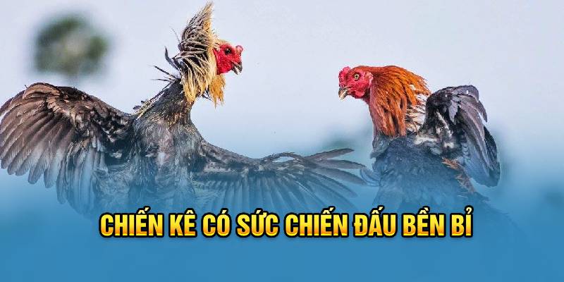 Chiến kê có sức chiến đấu bền bỉ